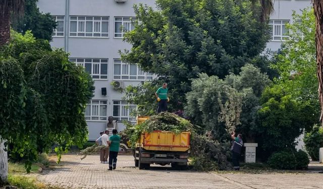 Aydın’da fırtına ağacı devirdi