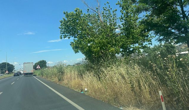 Aydın’da otlar insan boyunu aştı: Yangın riski büyüyor