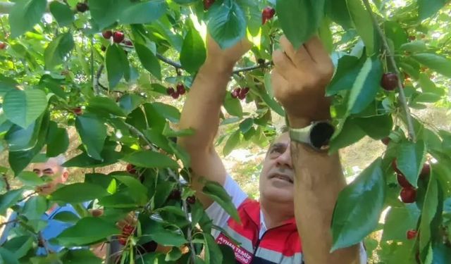 Aydın’da rekor kiraz üretimi