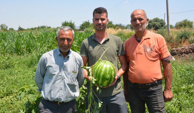 Cincin karpuzunda hasat heyecanı: Üretici fiyatlardan memnun, sahte satışlara tepkili