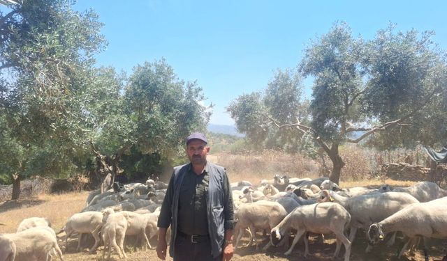 Denizli'den Aydın'a uzanan 100 yıllık yolculuk: Konar-göçerler, dönüşe hazırlanıyor