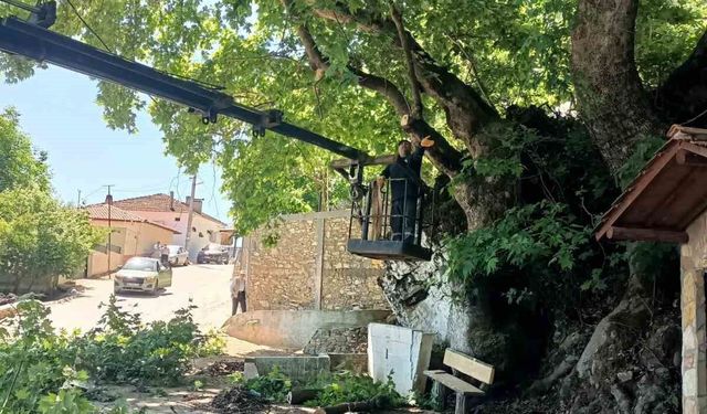 Karacasu’daki anıt ağaçlar yaz dönemine hazırlandı