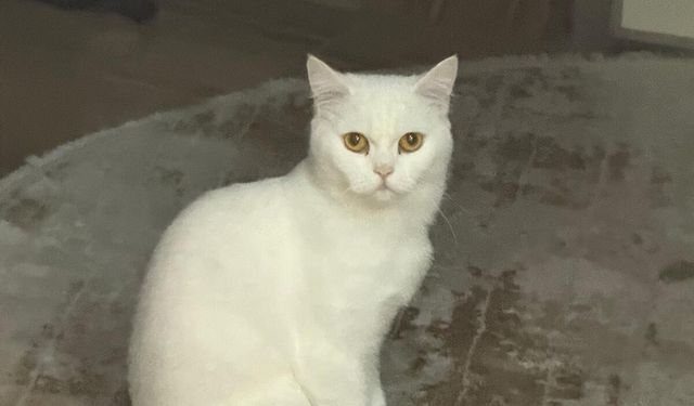Kayıp kedisini bulana gram altın verecek