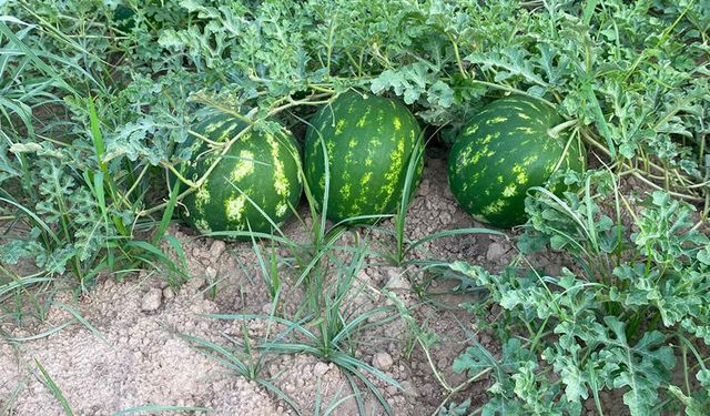 Nazilli’de karpuz mesaisi tamam: Uzunçam’ın mahsülleri tezgahlara iniyor
