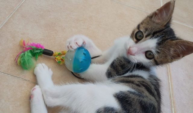 Nazilli’de kaybolan yavru kedi ‘Milka’ için yardım çığlığı