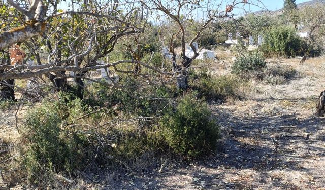 UNESCO Mirasının yanı başında bakımsızlık tepkisi: "Geyre Mezarlığı bu görüntüyü hak etmiyor"