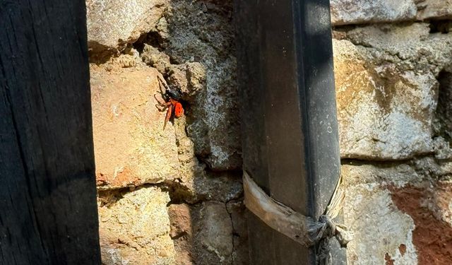 Bu kez şehir merkezinde görüldü :Nazilli’de yine eresus vakası