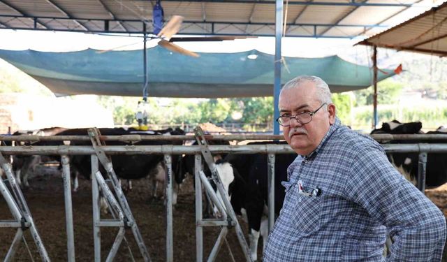 Aydın'da ineklere çöl sıcaklarına karşı vantilatörlü çözüm