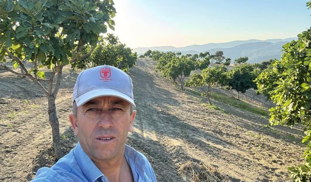 Aydın incirinde umut veren tablo: Kalite ve verim geçen yıldan daha iyi