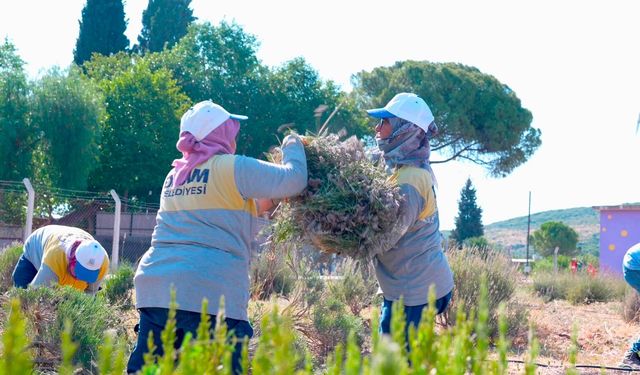 Didim Belediyesi Akköy Fidanlığından lavanta hasadı gerçekleştirildi