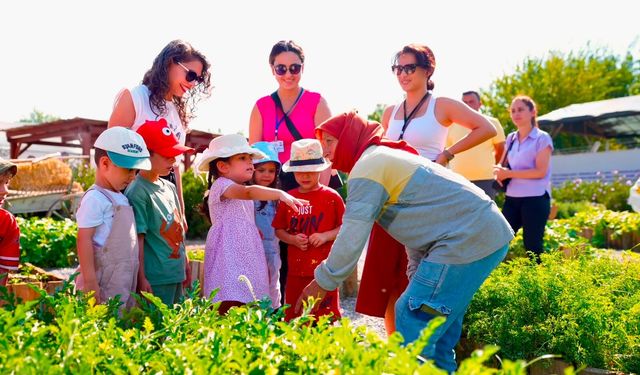 Didim Belediyesi tarım parkı'nda minikler hasat deneyimi yaşadı