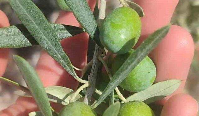 Didim’de zeytin üreticilerine önemli uyarı