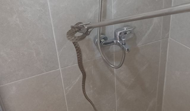 Karacasu'da evin banyosundan yılan çıktı