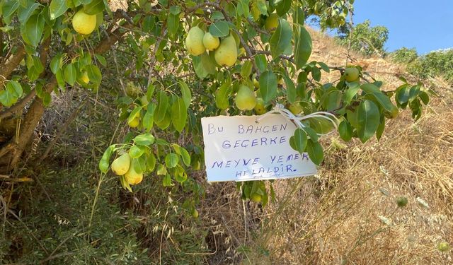 Germencikli üreticiden örnek davranış: Bahçesine “meyve yemek helaldir” yazısı astı