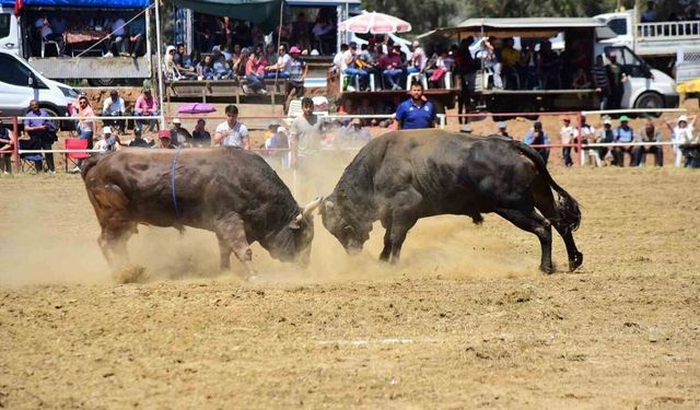 Germencik’te arena alev alacak: Boğalar güreşecek, vatandaş ücretsiz izleyecek