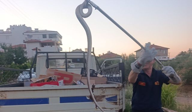 Karacasu'da evde dev yılan paniği
