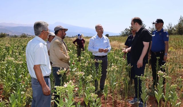Kaymakam Battal, tütün kırımında