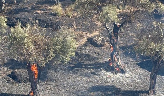 Koçarlı’da zeytinlik yangını korkuttu