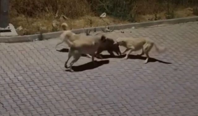 Yavrularını yalnız bırakmadı! Kuşadası'nda anne domuzun cesur müdahalesi