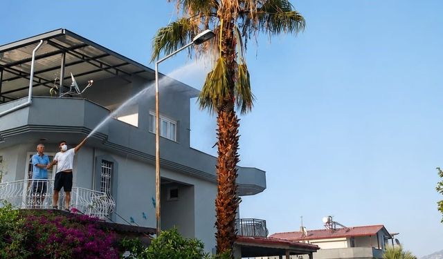 Aydın'da korkutan zeytinlik yangını