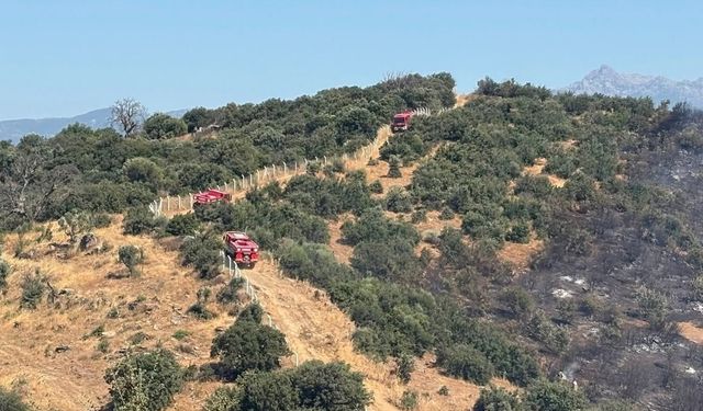 Söke'deki yangının yaraları sarılıyor