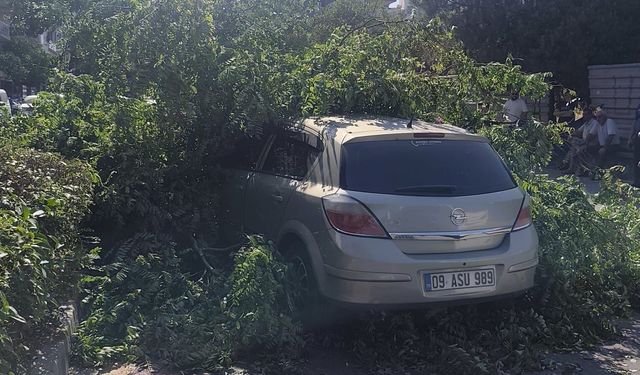 Aydın’da ağaç gövdesinden koptu, otomobilin üzerine devrildi