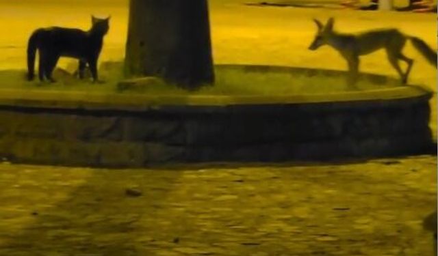 Nazilli'de bir garip kovalamaca - Tilki, kedilerden kaçtı
