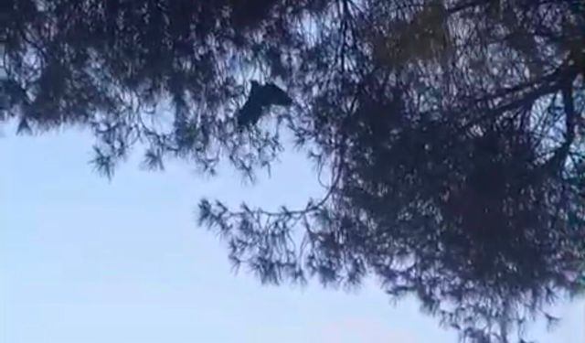 Nazilli’de yürek ısıtan kurtarma: Dala takılan karganın imdadına itfaiye koştu