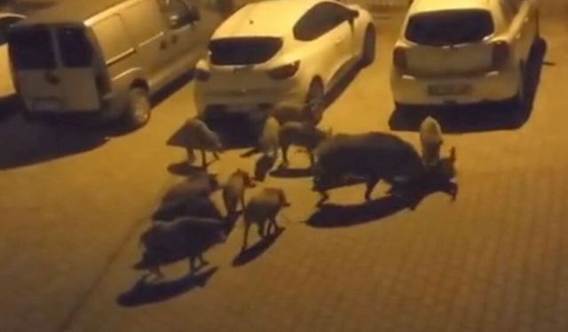 Yavru yaban domuzlarının şüpheli ölümü mahalleliyi ayağa kaldırdı