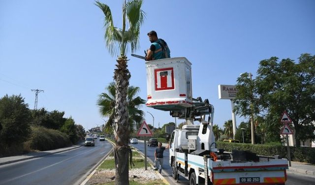 Kuşadası’nda palmiyeler bakıma alındı