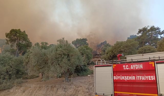 Aydın'da itfaiye alevlerin arasında kalan kaplumbağayı böyle kurtardı