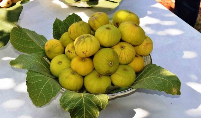 Aydın inciri dünyaya açıldı