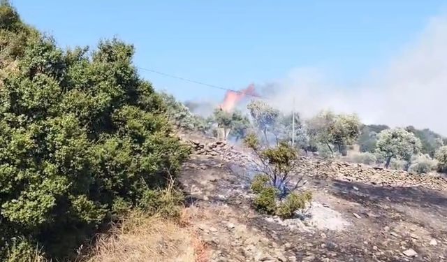 Aydın'da korkutan zirai yangını