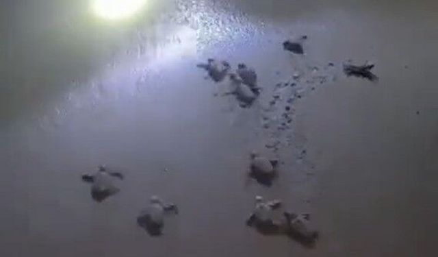 Didim'de Caretta Caretta yavruları mavi sularla buluştu