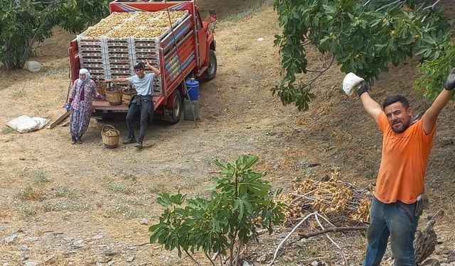 Aydın’da kuru incir sezonu öncesi üreticiyi fiyat endişesi sardı