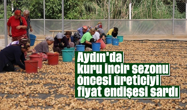 Aydın’da kuru incir sezonu öncesi üreticiyi fiyat endişesi sardı