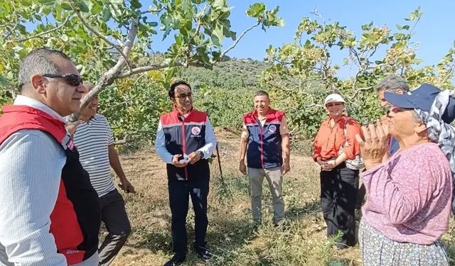 Menengiçten Antep fıstığına: Yenipazar’da 12 bin 500 ağaç aşılandı