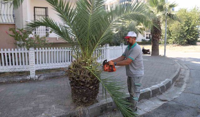 Nazilli’de yeşil alanlarda sonbahar hazırlığı