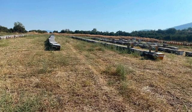 Nazilli’de arılı kovanlar tek tek denetleniyor