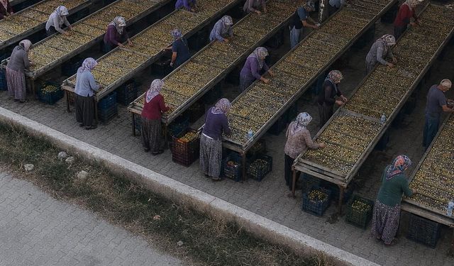 Nazilli'de inciri cipse dönüştüren genç girişimci: "Biz bu işe dün başlamadık"