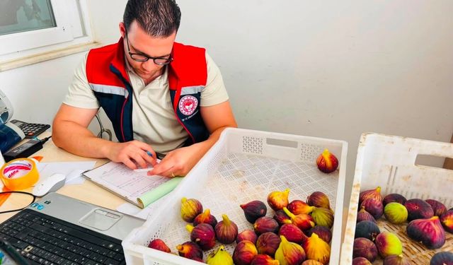 Nazilli'de numuneler toplandı : Taze incirler denetleniyor