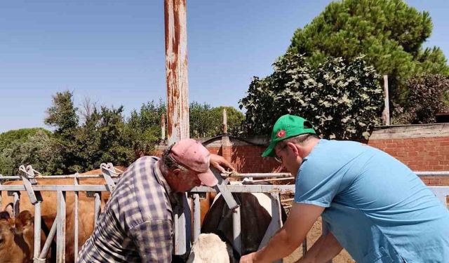 Sökeli yetiştiricilere ’düşen kulak küpesi’ uyarısı