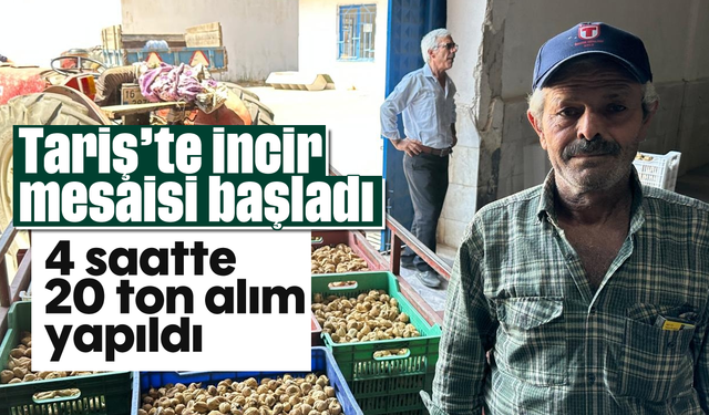 Tariş’te incir mesaisi başladı: 4 saatte 20 ton alım yapıldı