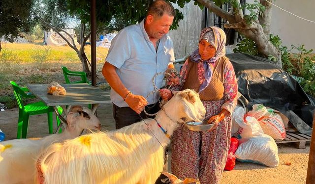 Çine’de yangında köpeğini kaybeden Arzu teyzenin yüzünü 3 keçi güldürdü