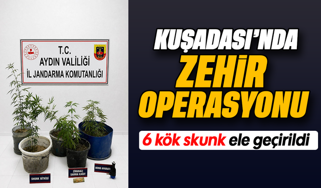 Kuşadası’nda zehir operasyonu: 6 kök skunk ele geçirildi