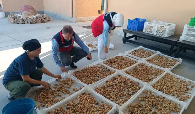 Aydın incirinde kalite nöbeti: Ekipler sahaya indi