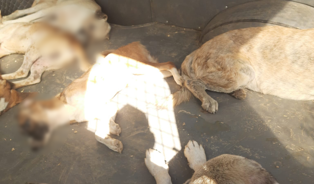 Köşk’te şok iddia: ‘Köşk Belediyesi köpekleri zehirliyor’