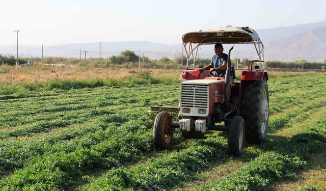 Yağışlar Aydınlı üreticinin yüzünü güldürdü: Verim yükseldi