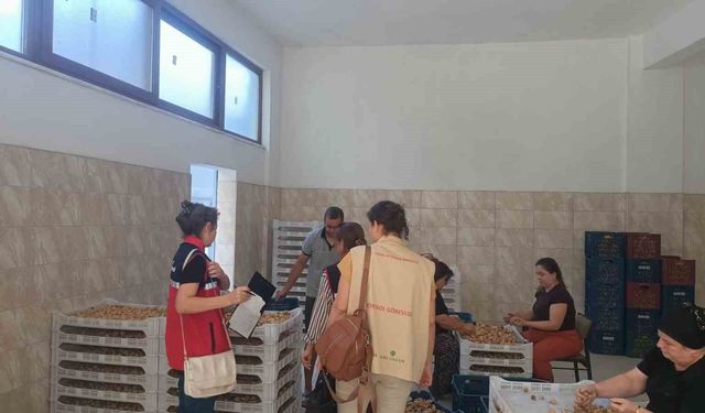 Aydın incirinin güvenilirliği için sahada titiz denetim