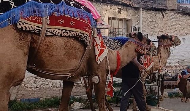 Deve ve midillilerle festivallere renk katıyorlar